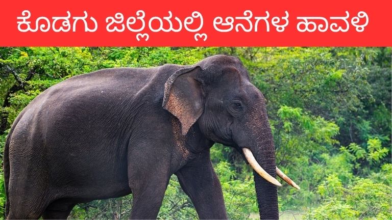 kodagu disrict elephant problem.